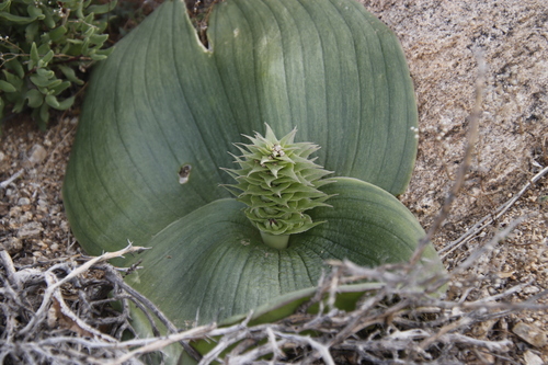 Image of Massonia bifolia by (c) Tony Rebelo, some rights reserved (CC BY-SA)