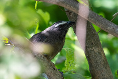 Saltator grandis