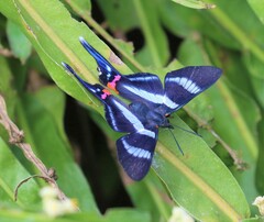 Rhetus arcius