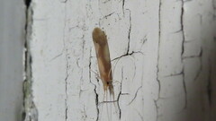 Leptoceridae
