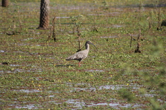 Theristicus caerulescens