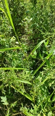Leersia