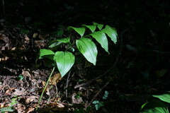 Polygonatum latifolium