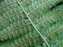 Dryopteris marginalis