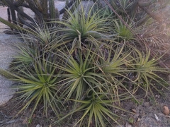 Encholirium spectabile