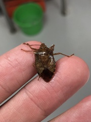 Podisus maculiventris