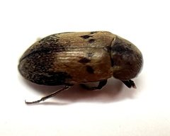 Dermestes signatus
