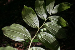Polygonatum latifolium