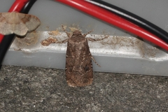 Agrotis bigramma