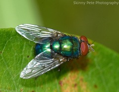 Lucilia eximia