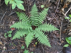 Dryopteris marginalis