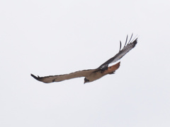 Buteo augur