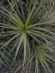 Encholirium spectabile