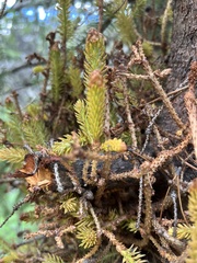 Chrysomyxa arctostaphyli