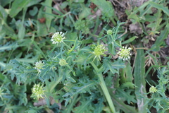 Acicarpha tribuloides