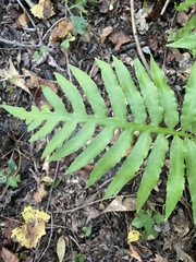 Woodwardia areolata
