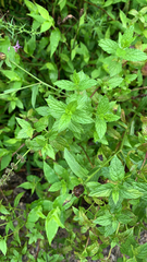 Mentha spicata