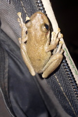 Scinax