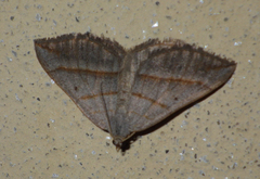 Scotopteryx