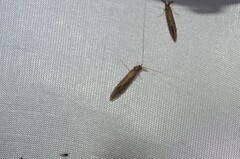 Oecetis