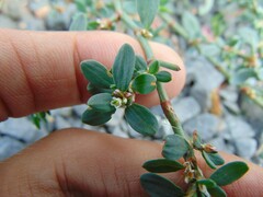 Polygonum arenastrum