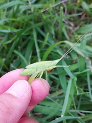 Euconocephalus varius