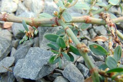 Polygonum arenastrum
