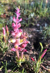 Lachenalia