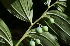 Polygonatum latifolium