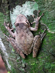 Scinax