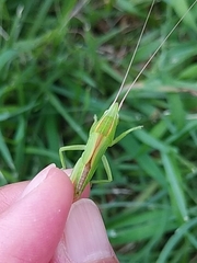 Euconocephalus varius