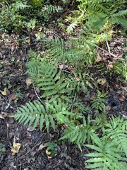 Woodwardia areolata