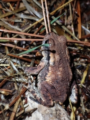 Bufo spinosus