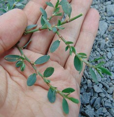 Polygonum arenastrum