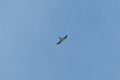 Elanoides forficatus