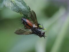 Eriothrix rufomaculata