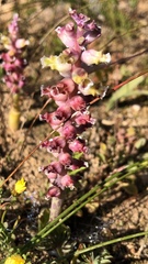 Lachenalia