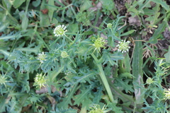 Acicarpha tribuloides