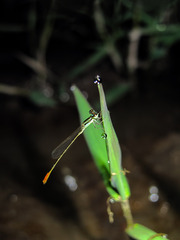 Agriocnemis femina oryzae
