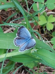 Pseudozizeeria maha