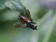 Eriothrix rufomaculata