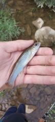 Fundulus catenatus
