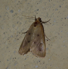 Achyra nudalis