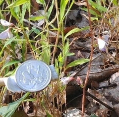 Hylodesmum