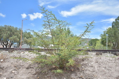 Prosopis