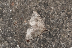 Colostygia aptata