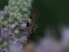 Sphegina