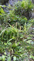 Tofieldia calyculata