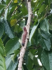 Phalera flavescens