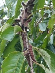 Phalera flavescens